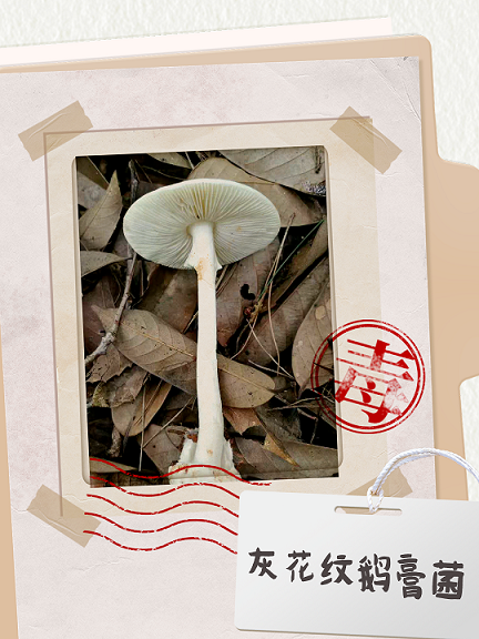 图片8.png
